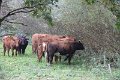 IMG_2547