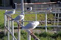 IMG_0625