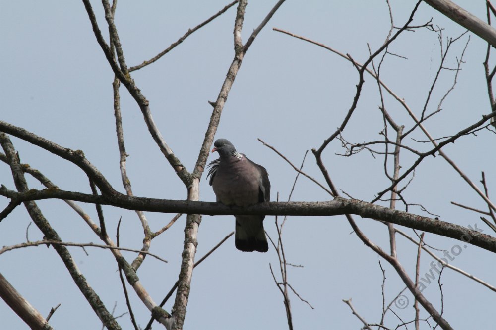 IMG_5912.JPG