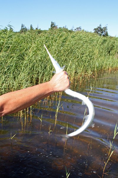 IMG_6198.JPG - En hornfisk der var kommet langt ind i Ringkøbing fjord, den endte på grillen