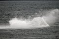 IMG_2993