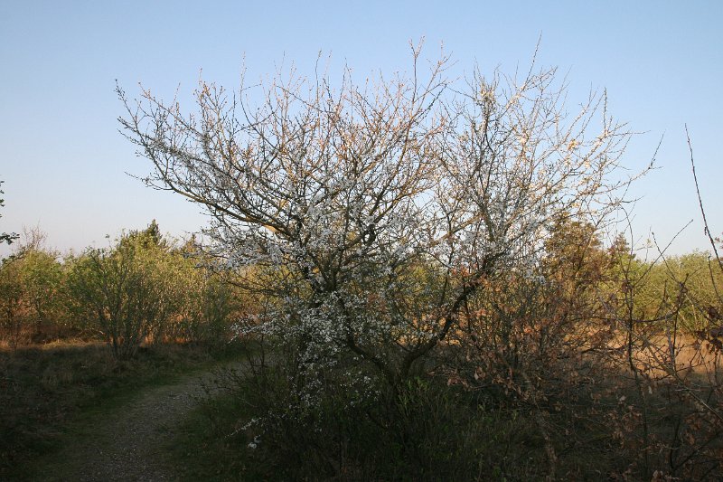 IMG_1460.JPG